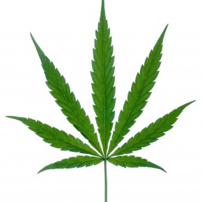 Marijuana leaf with stipe