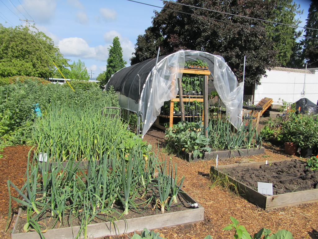 Changing Lives, One Tomato at a Time... 1 Acre, 7 Teen Workers, 200