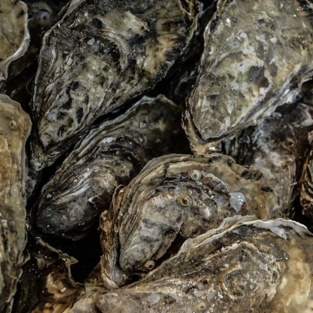 When Oysters Grow Up Too Fast The Corvallis Advocate