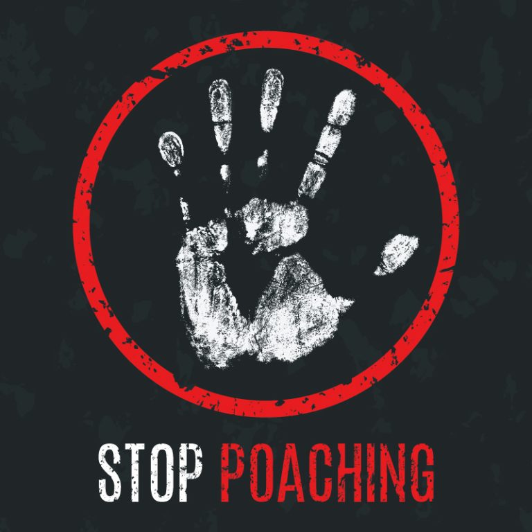 New AntiPoaching Incentives The Corvallis Advocate