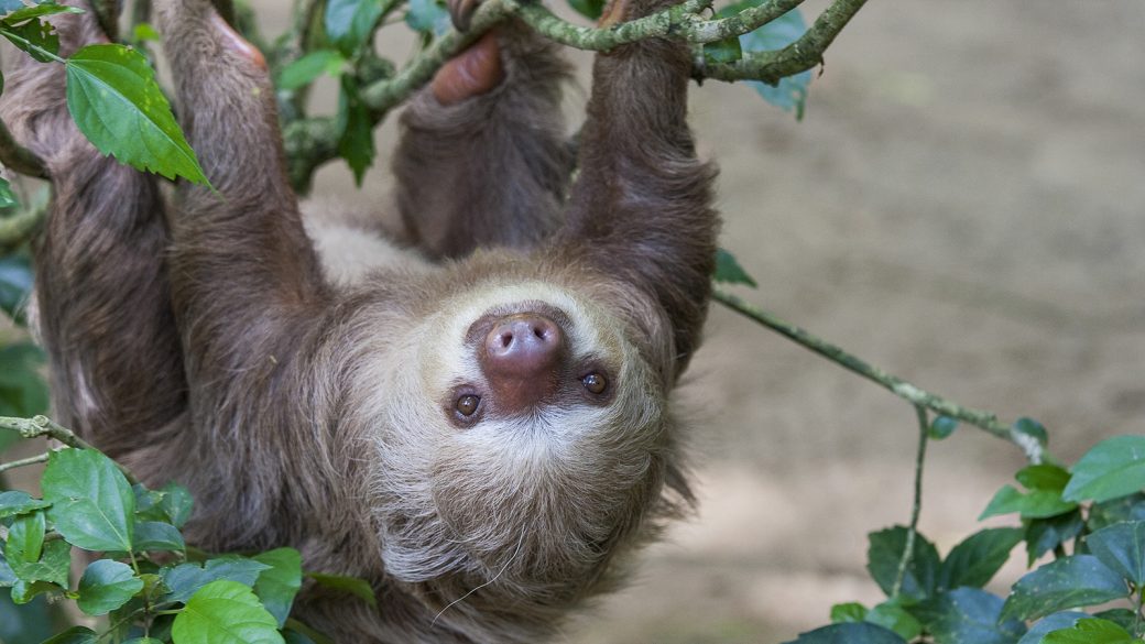 A SlowPaced Wonderland Oregon’s Sloth Sanctuary The Corvallis Advocate