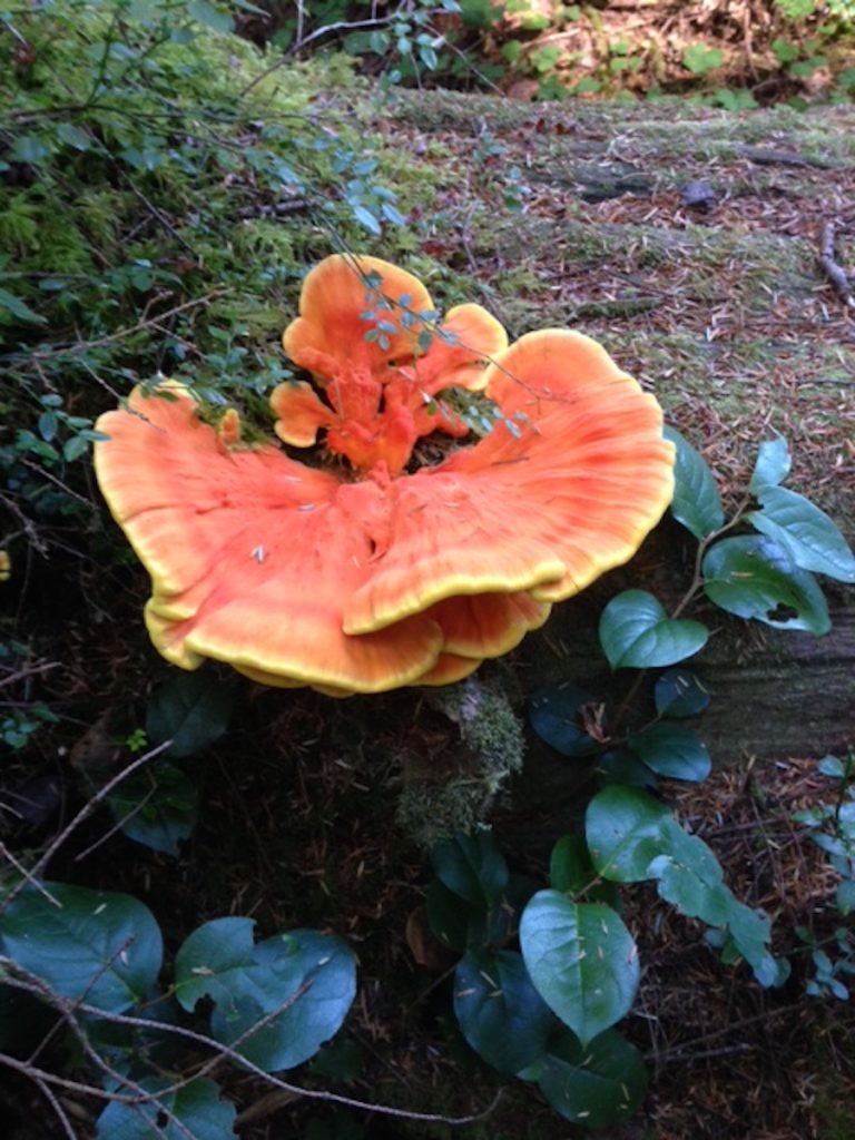 Finding Mushrooms and Mysteries + Bonus Chanterelle Chowder Recipe