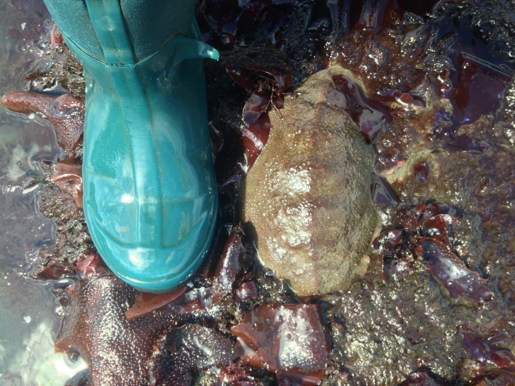 Coast Tip Gumboot Chiton The Corvallis Advocate