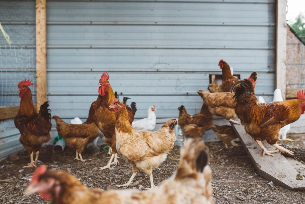 Backyard Chickens The Do’s and Dont’s to Keep Your Family Safe The