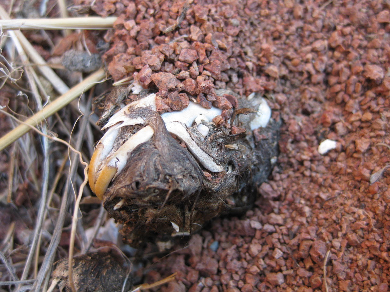 Owl Droppings Offer Clues to Climate Change - The Corvallis Advocate