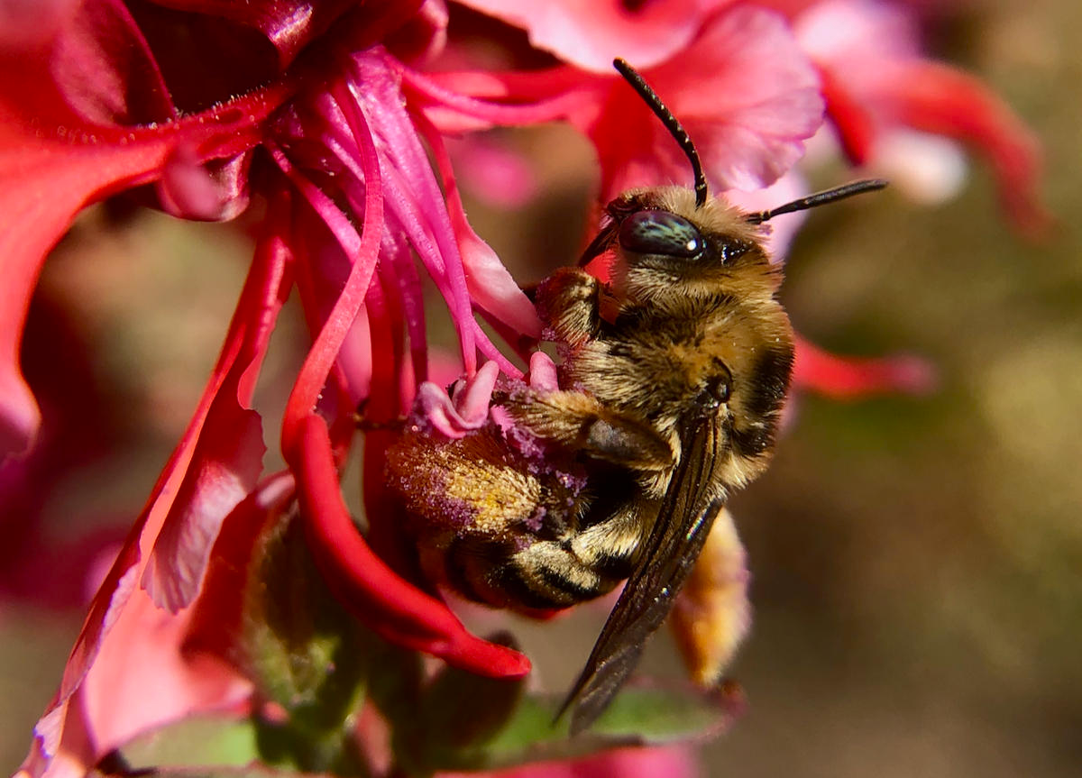 OSU Trains Beekeepers - The Corvallis Advocate - Vimarsana News