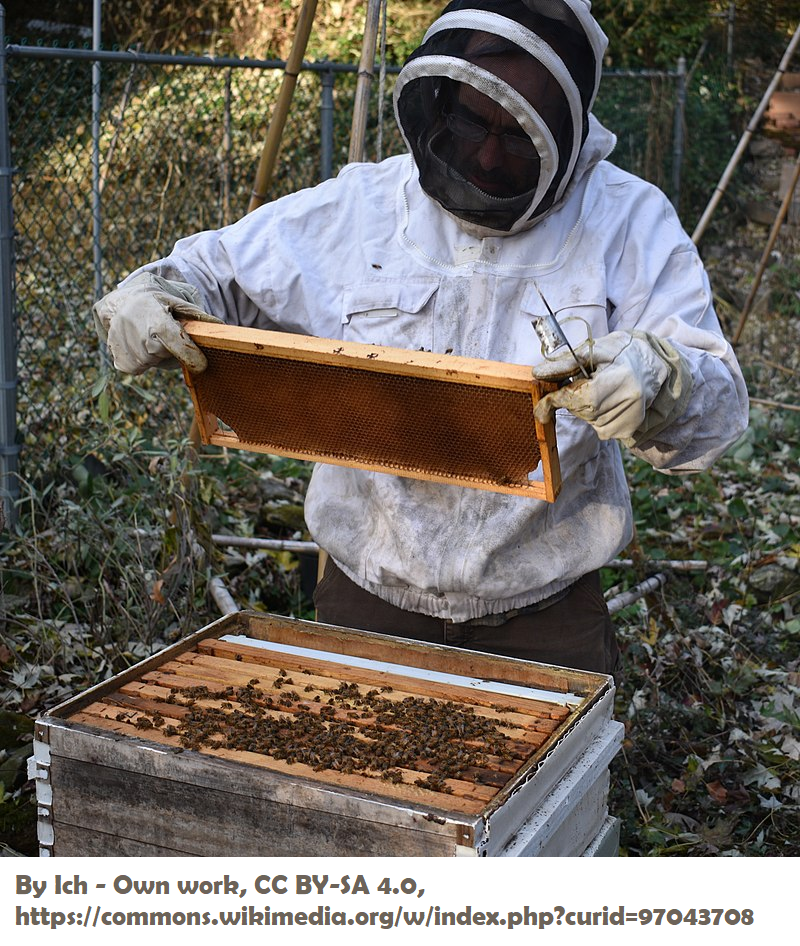 OSU Trains Beekeepers The Corvallis Advocate