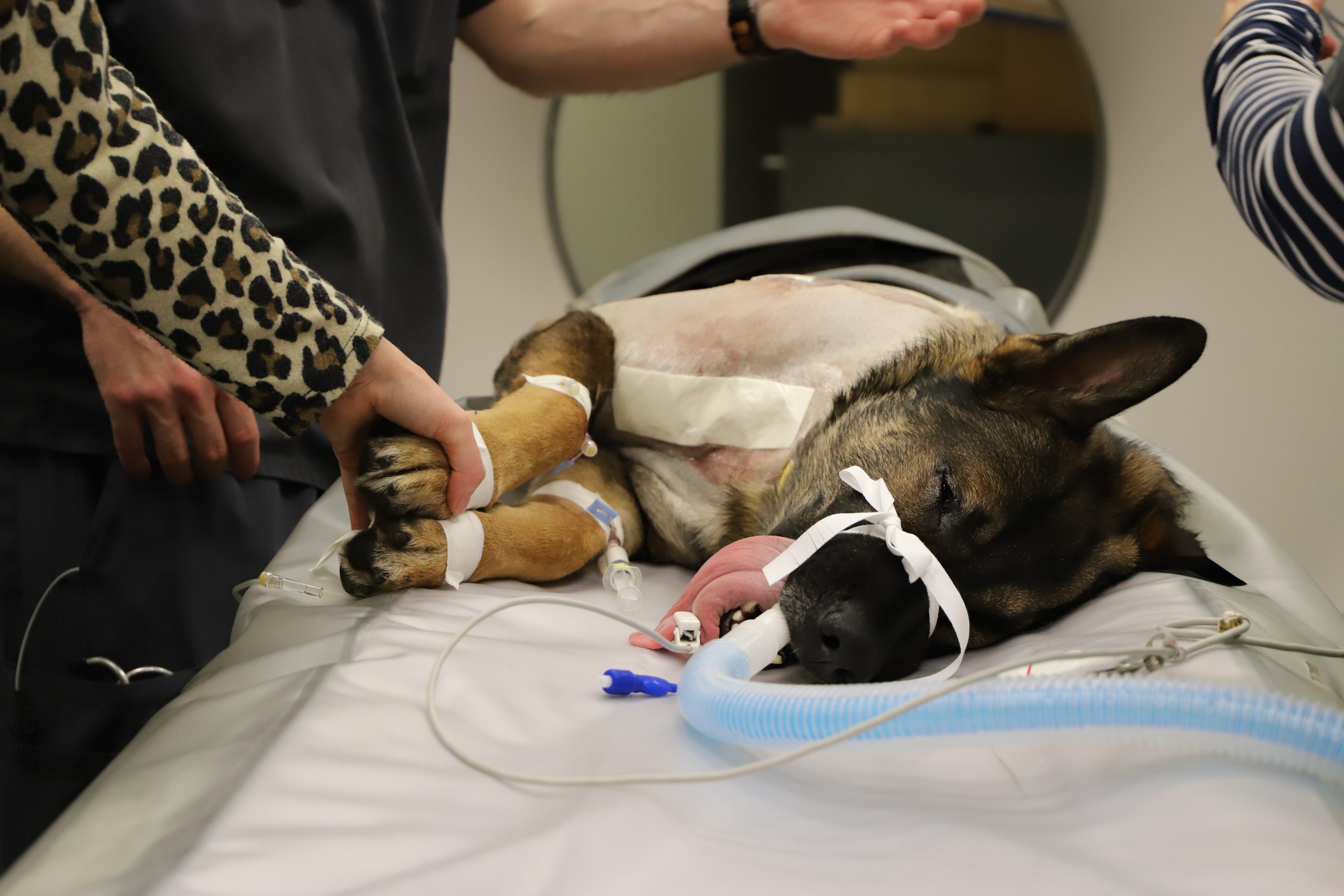 TikTok favorite K-9 Officer Arlo receives surgery for bullet wound at OSU veterinary hospital - Vimarsana News