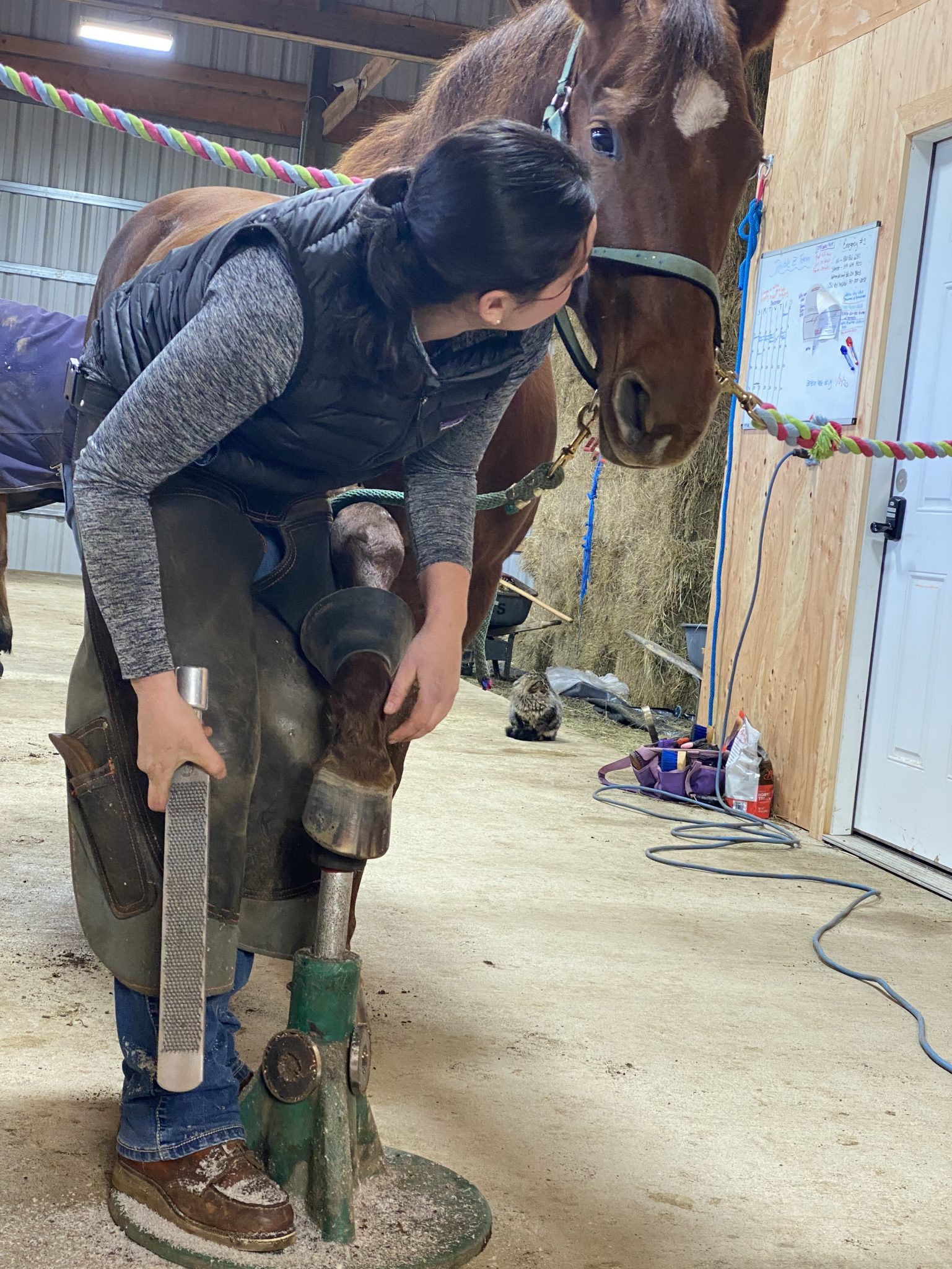Local Ladies of the Anvil Female Farriers The Corvallis Advocate