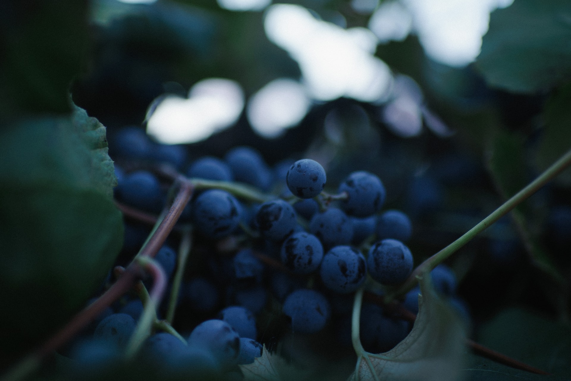 Three Local Wineries Talk COVID, Wildfires - The Corvallis Advocate - Vimarsana News