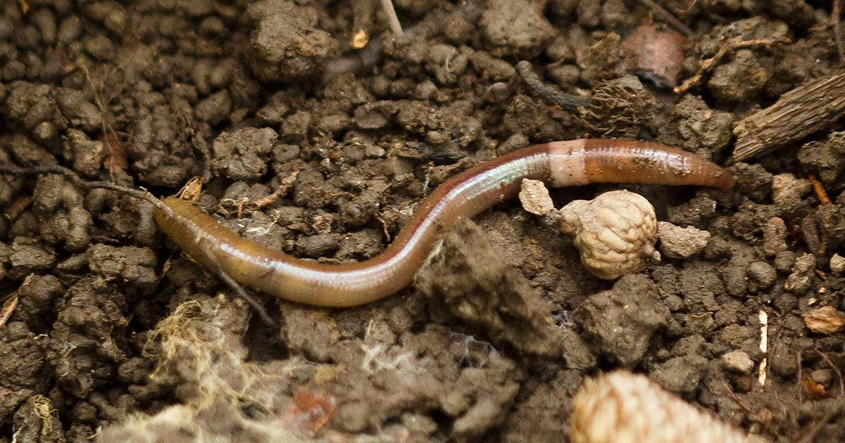 Invasive Jumping Worms Abound in the Willamette Valley The Corvallis
