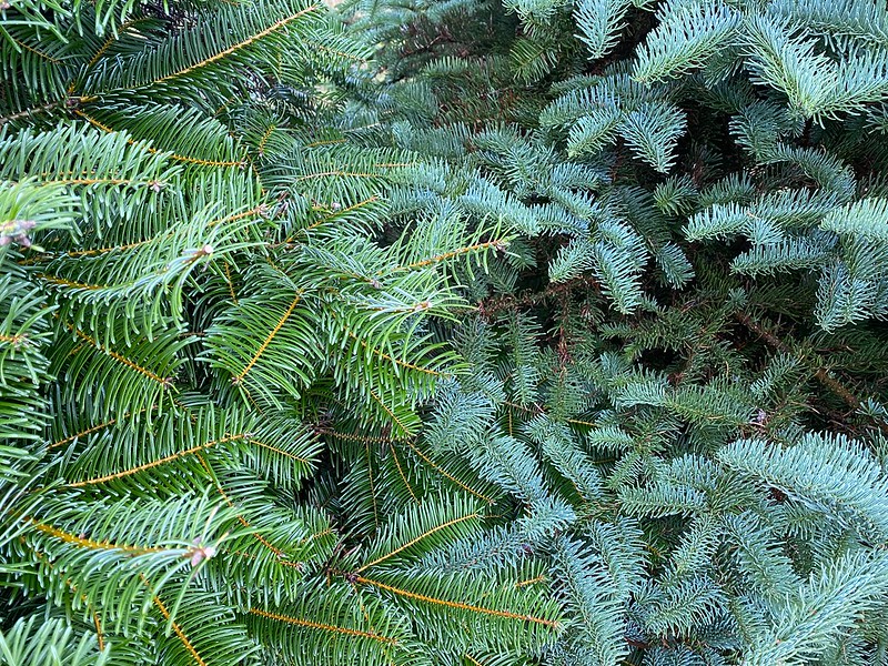 Choose the Perfect Christmas Tree The Corvallis Advocate