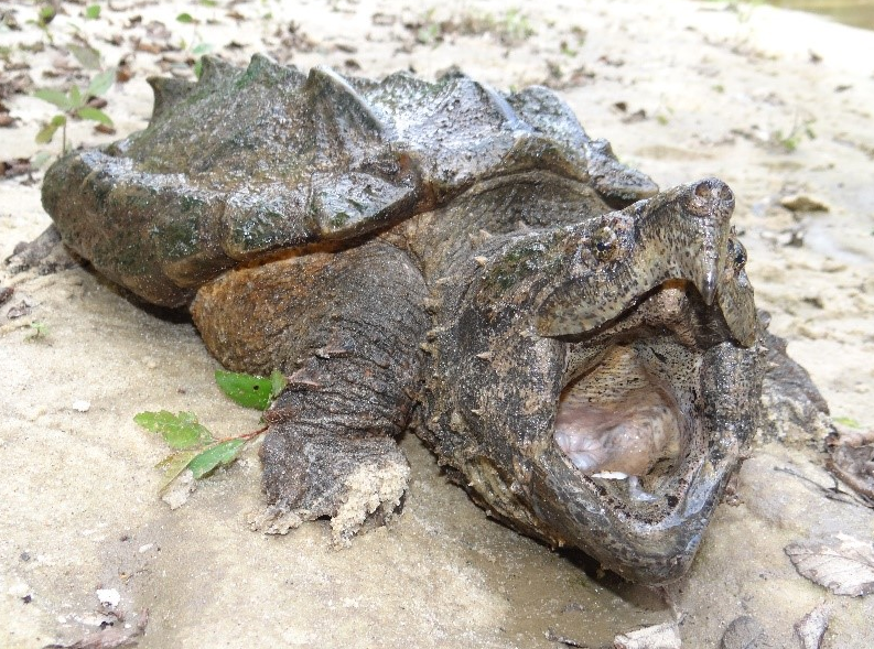 Oregon Says Watch Out for Invasive Snapping Turtles The Corvallis