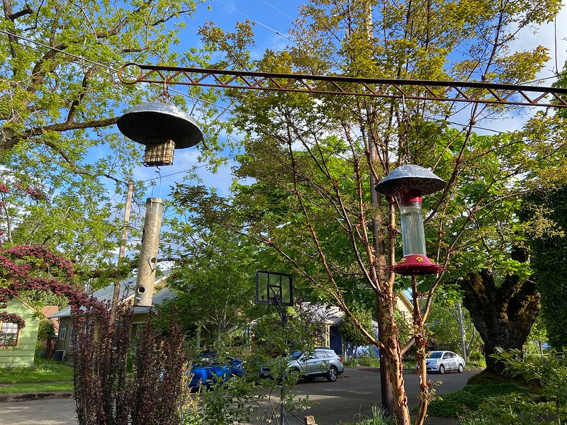 OSU, Corvallis Experts Say Bird Feeders OK Amidst Avian Flu Outbreak