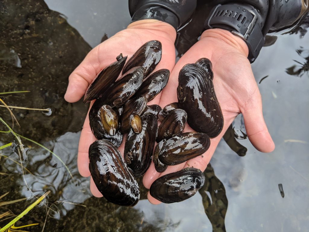 Part 2 Emilie Blevins Meets Oregon’s Freshwater Mussels The Corvallis Advocate