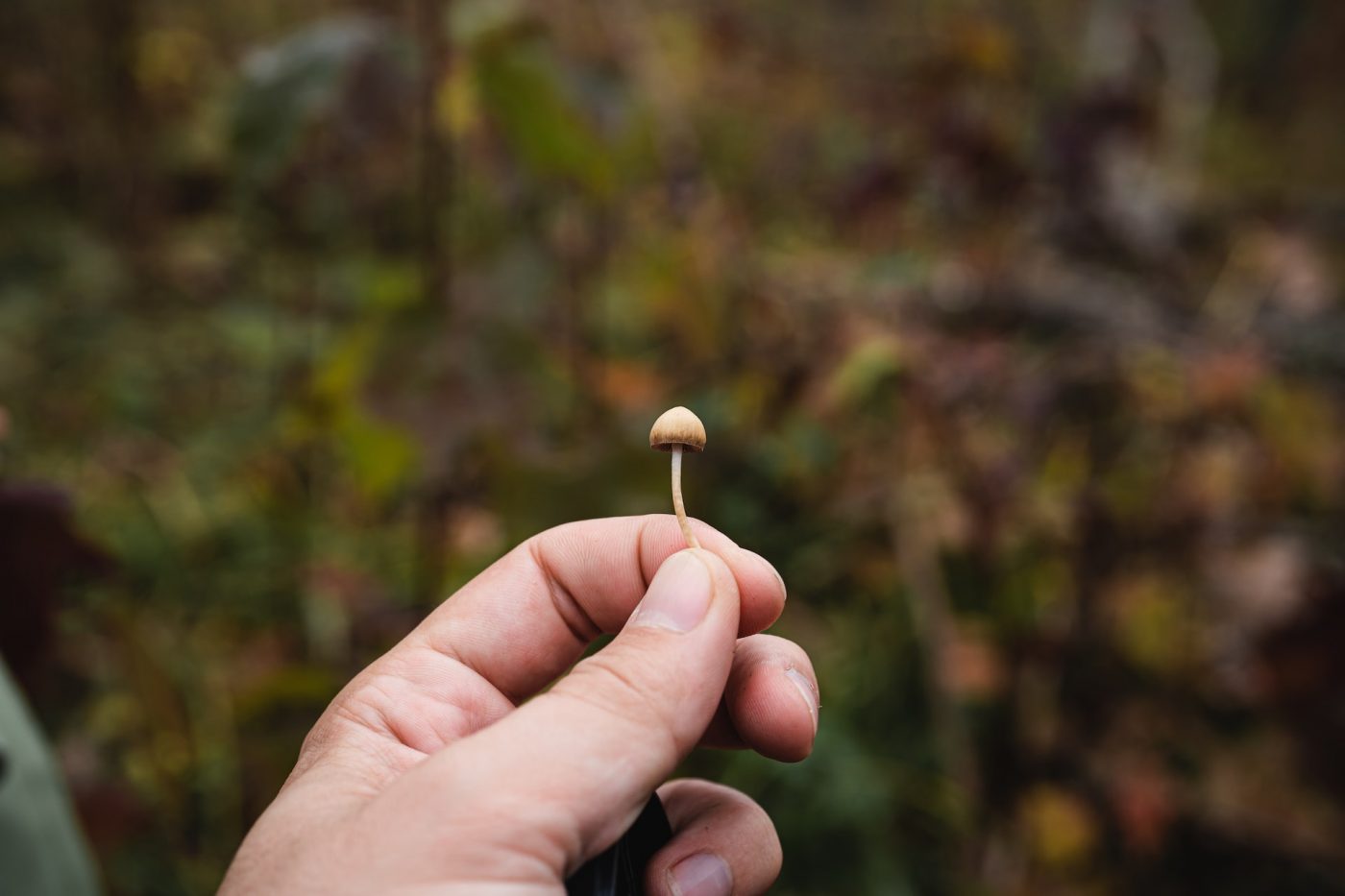 The Money in Magic Mushrooms The Corvallis Advocate