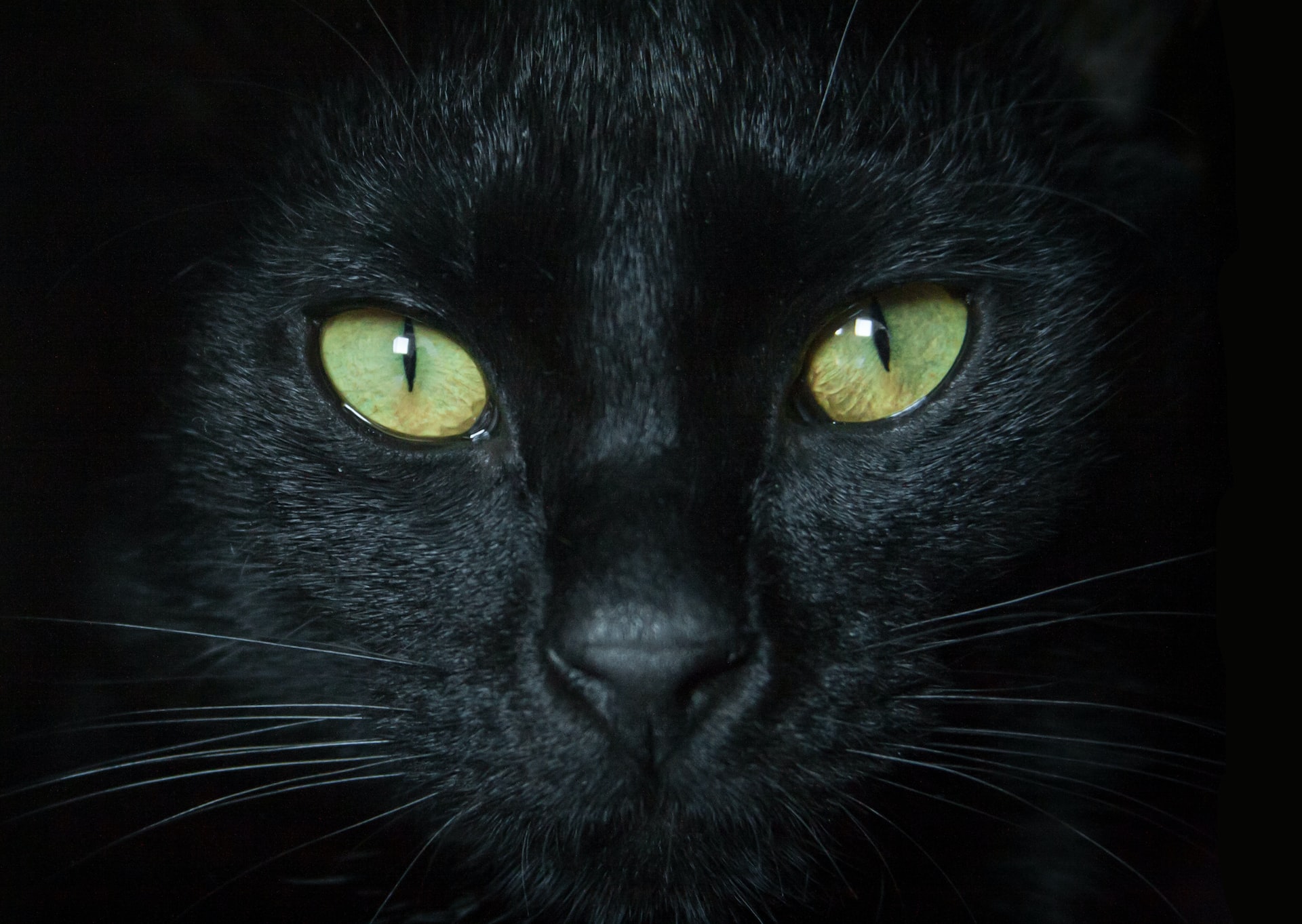 Is It Bad Luck to BE a Black Cat? The Corvallis Advocate