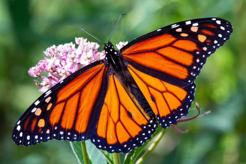 Merkley Announces New Monarch Butterfly Conservation Funding The