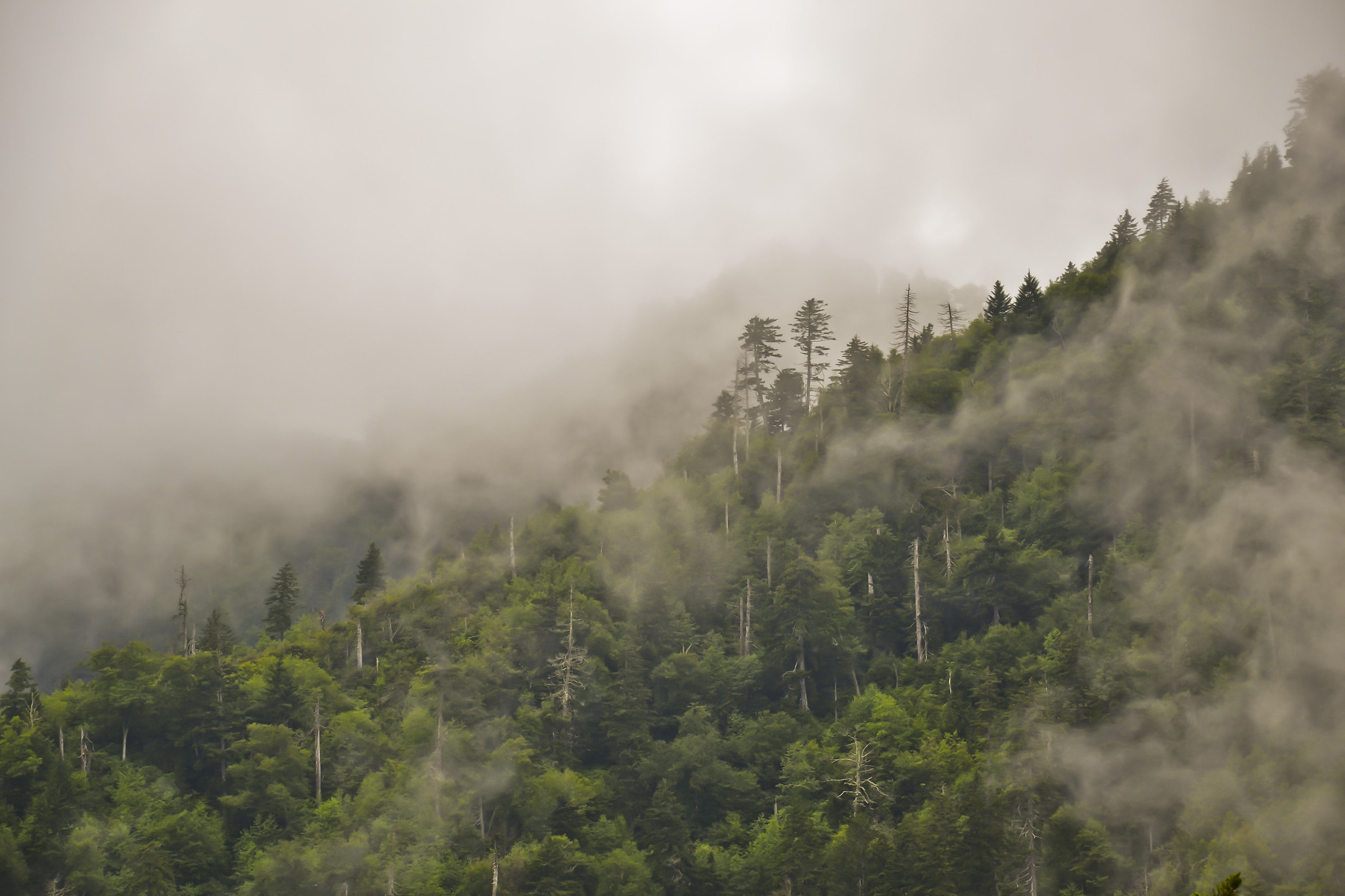 Air Quality Alert Issued for Benton County The Corvallis Advocate